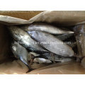 IQF Bonito Fish (700g +)